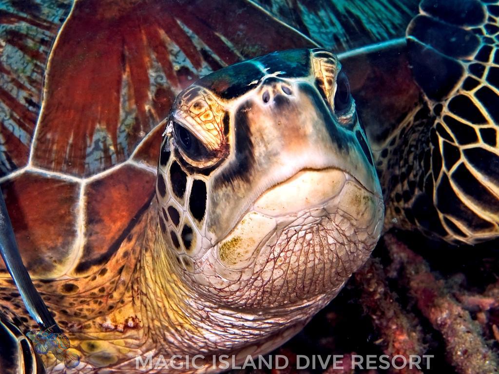 Magic Island Dive Resort Moalboal Exterior foto